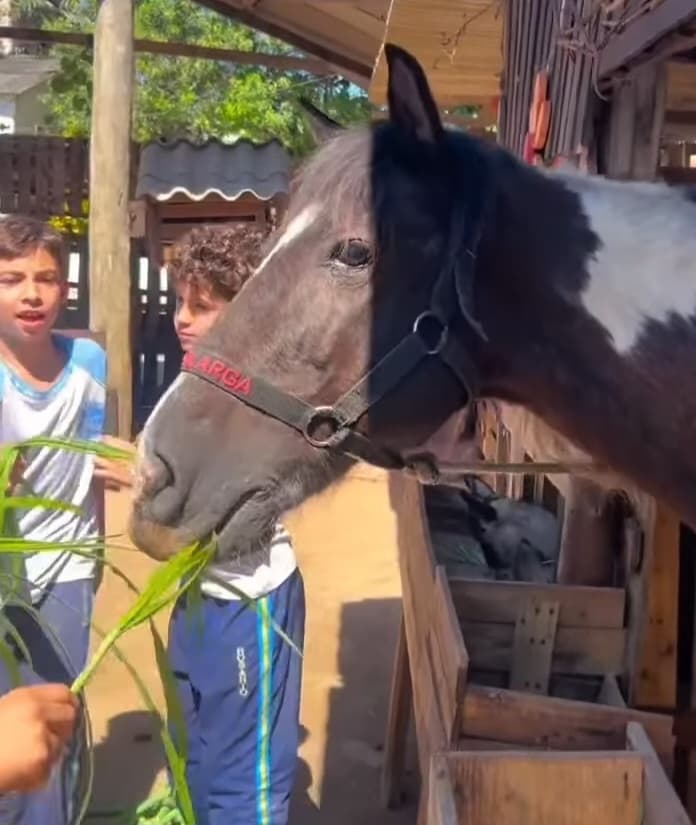 Alimentar o cavalo