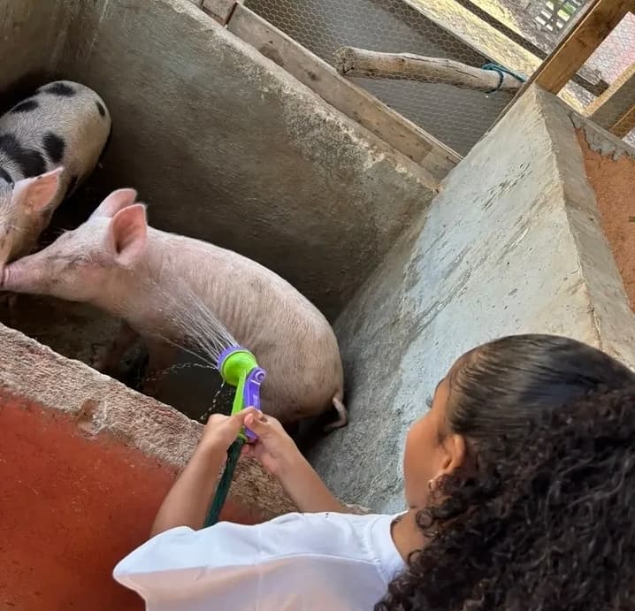 Banho nos leitões