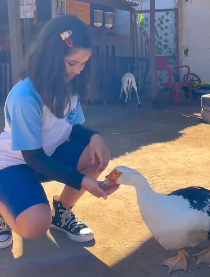 Milho no bico das aves