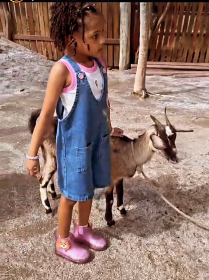 Passeio com as cabras