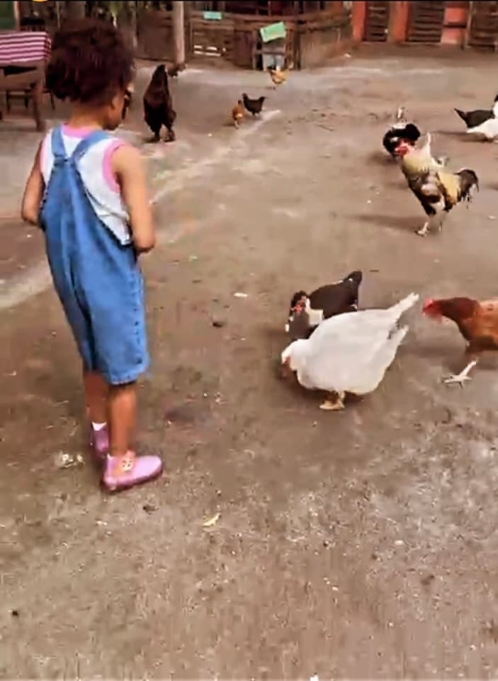 Milho pra todo mundo